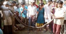 Python rescued in Raha