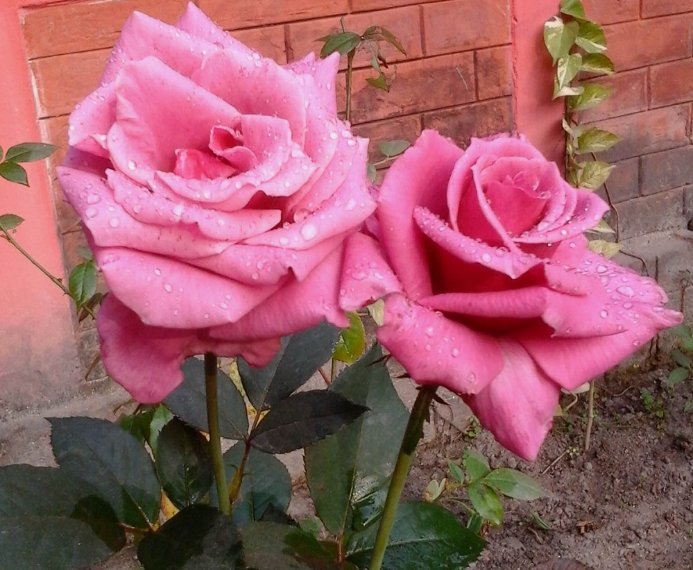 Good bye 14 welcome 15