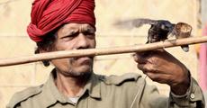Hajo ready for battle of birds
