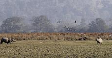 Poachers killed in Kaziranga gunbattle  