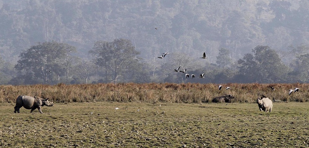 Poachers killed in Kaziranga gunbattle  