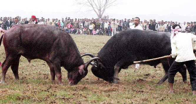 Beware of buffalo fight 
