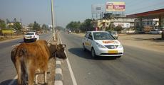 High way accidents demand impounding stray cattle 