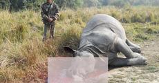 NGO challenges forest minister
