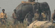 First phase of IRV 2020 a great success, says PCCF, Assam