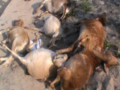 17 cows killed in train mishap