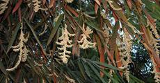 When Bamboo Flowers