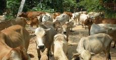Crisis in Assam Veterinary Department 