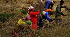 Ranjit rice productivity increases by 66 per cent