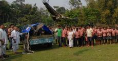 Rescued vultures released 