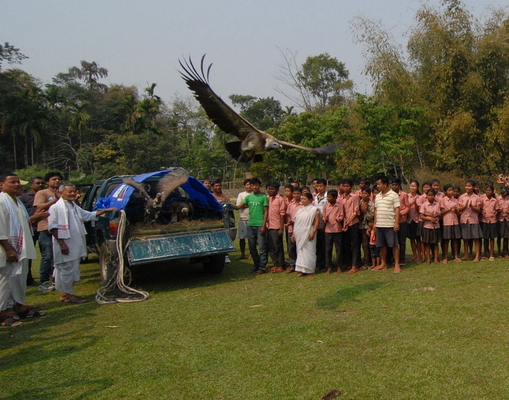 Rescued vultures released 