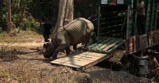 Two hand-raised rhinos released in KNP
