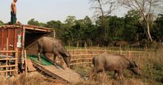 Buffaloes relocated
