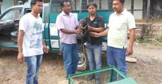 Bear cub rescued