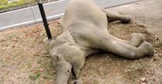 Wild elephant dies