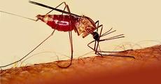Greater resources and stronger political commitment critical in tackling Malaria: WHO