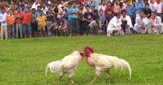 Cock figh during Rongali Bihu celebration