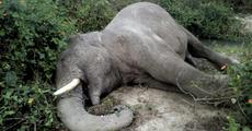 Tusker found dead