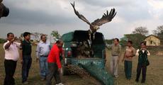 Vultures released in Konwarpor