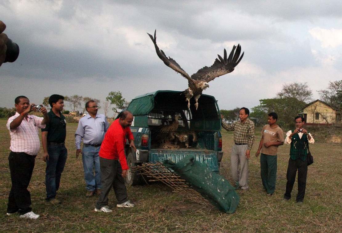Vultures released in Konwarpor
