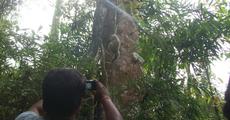 Slow loris released