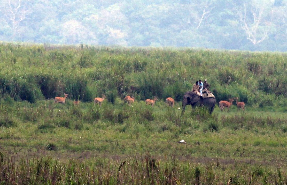Leap-frog in swamp deer population