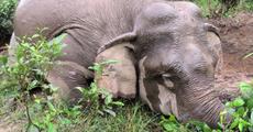 Wild elephant killed 