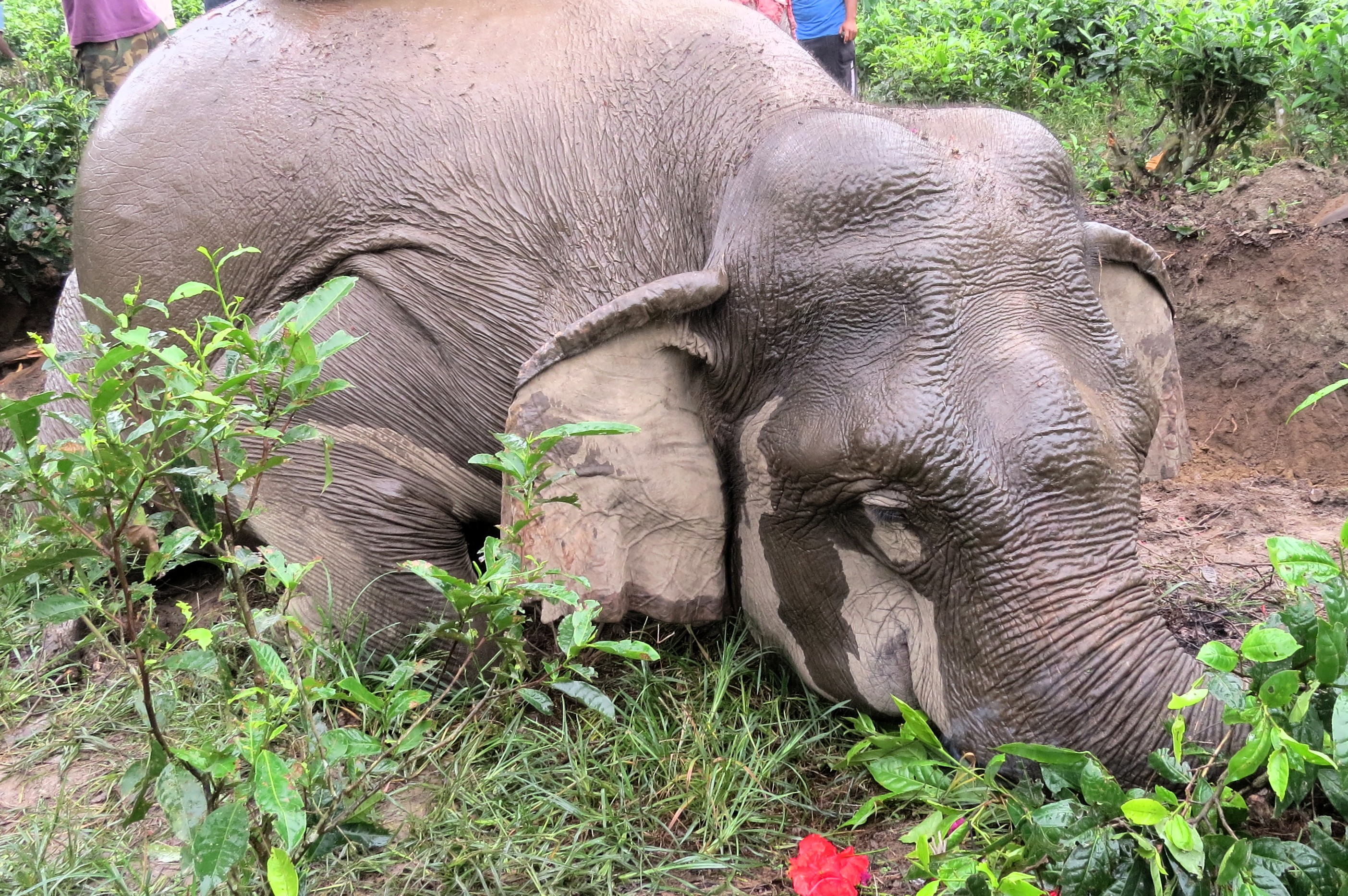 Wild elephant killed 