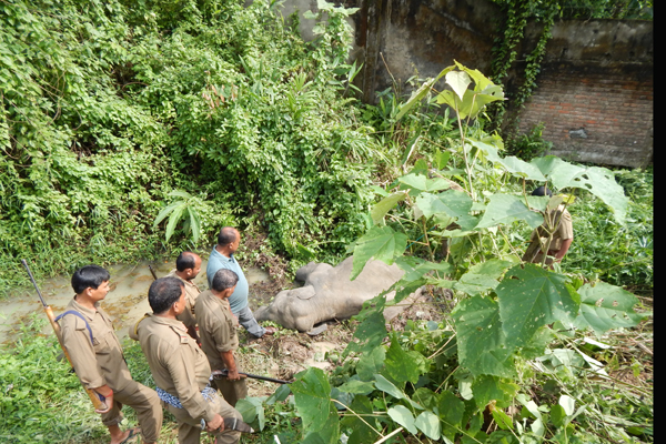 NRL draws flak over elephant corridor