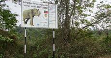 Global alliance to secure elephant corridors 
