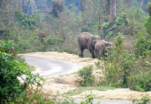 Reign of terror in Majuli