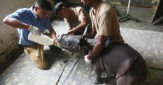 Rhino calf rescued in Kaziranga