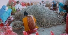 Barpeta potato cultivation