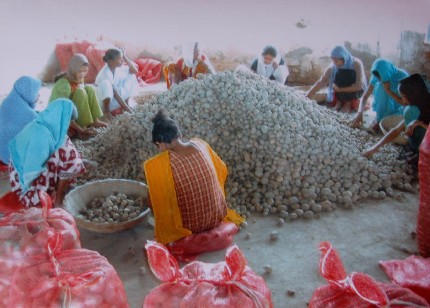 Barpeta potato cultivation