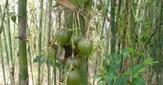 Bamboo flowers in Assam