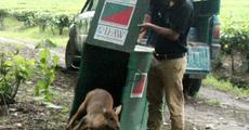Helping hand in flooded Kaziranga