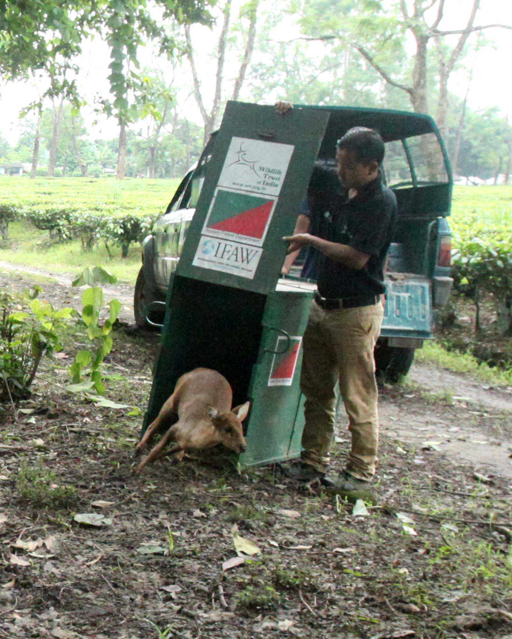 Helping hand in flooded Kaziranga