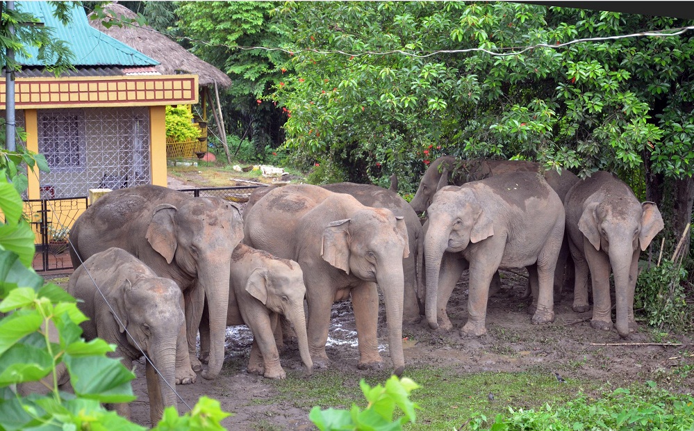 Tezpur in grip of elephant menace  