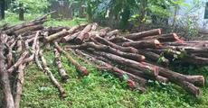 Massive tree felling for railway safety! 