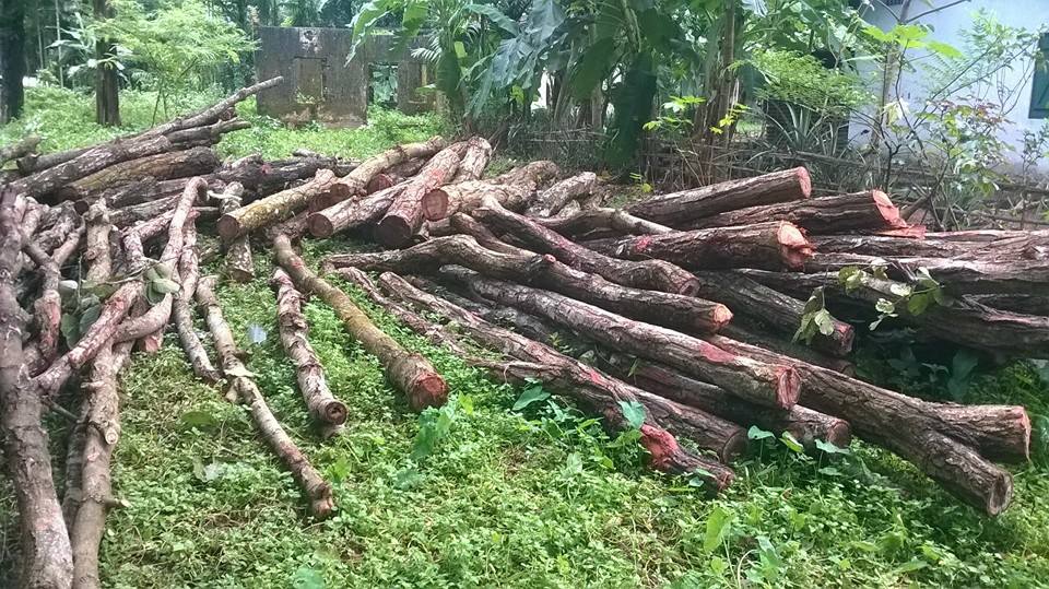 Massive tree felling for railway safety! 