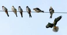 Falcons changing face of Pangti