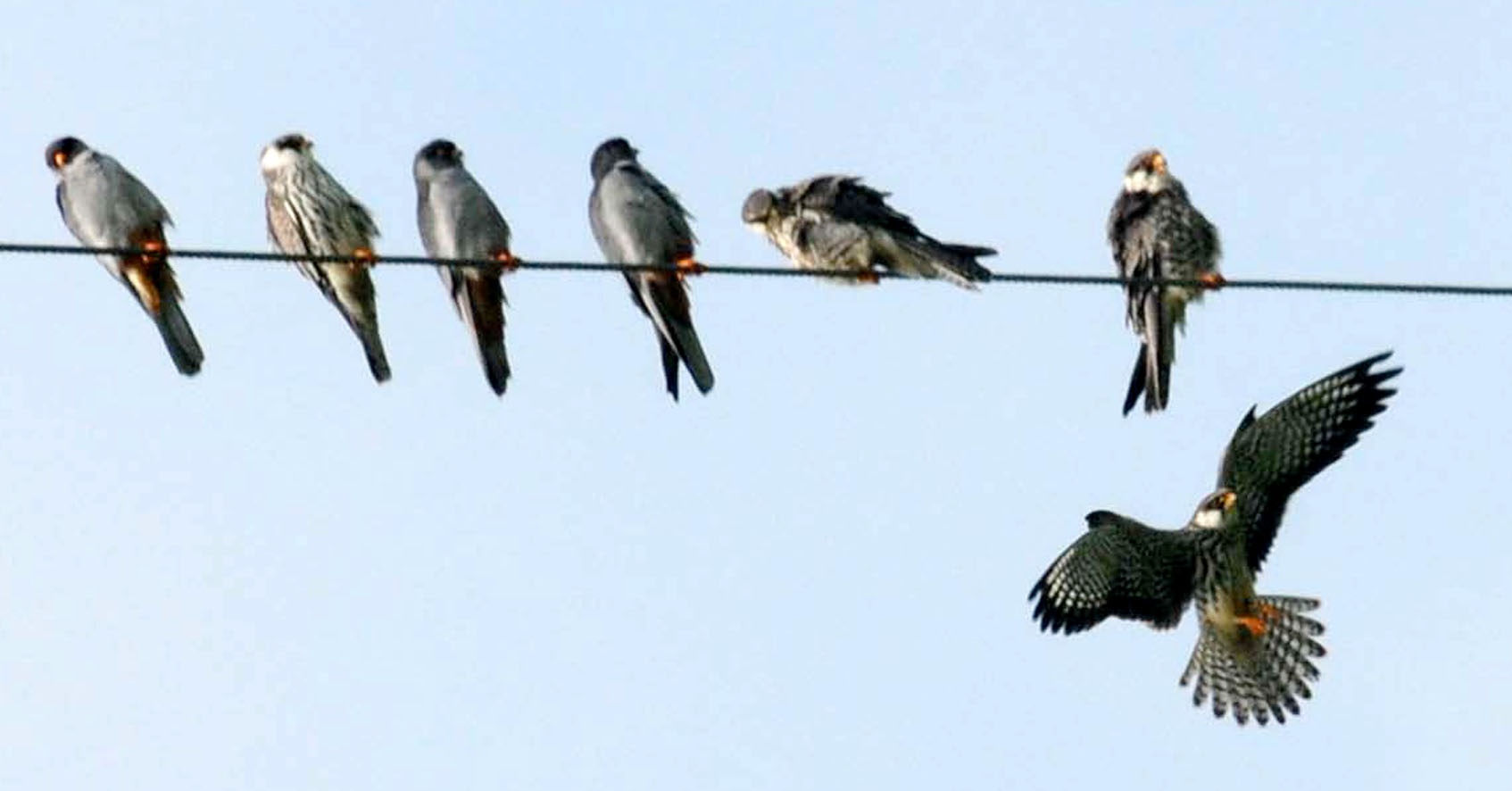 Falcons changing face of Pangti
