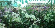 Here comes the green revolution