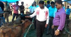 Calf rally in Kokrajhar