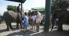 Clinic for captive elephants