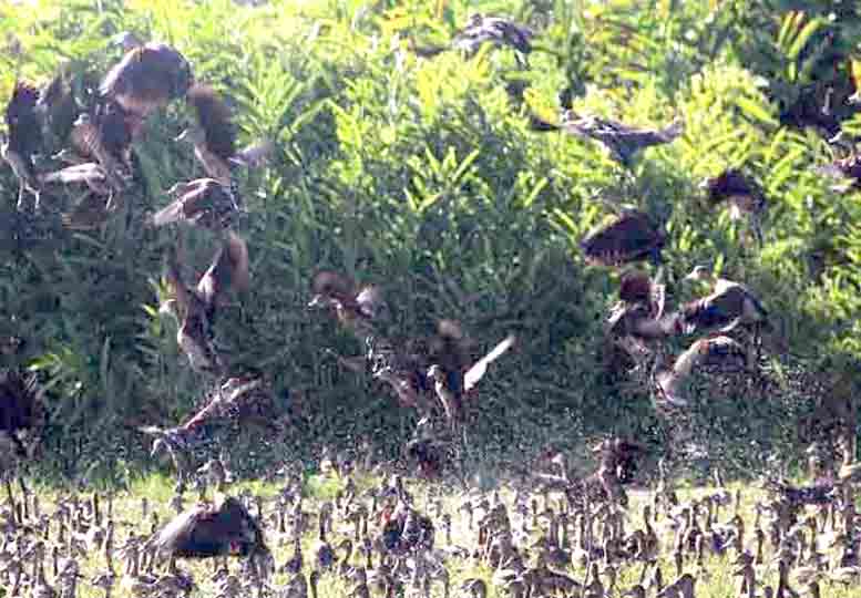 Shatajan beel a  paradise now