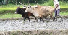 Ploughing time..