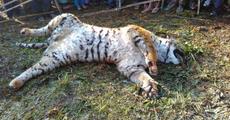 Tigress poisoned to death near Rowta