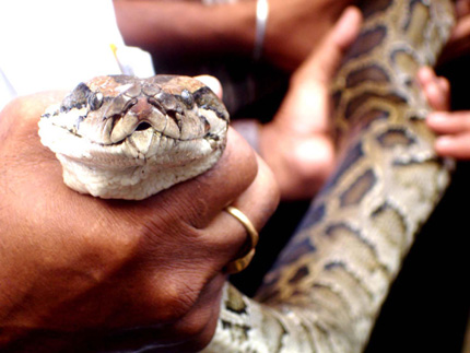 Python rescued near Jorhat Engineeing College