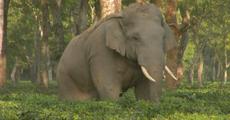 108 houses destroyed by elephant in 2015